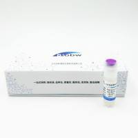 Pseudomonas putida KT2440