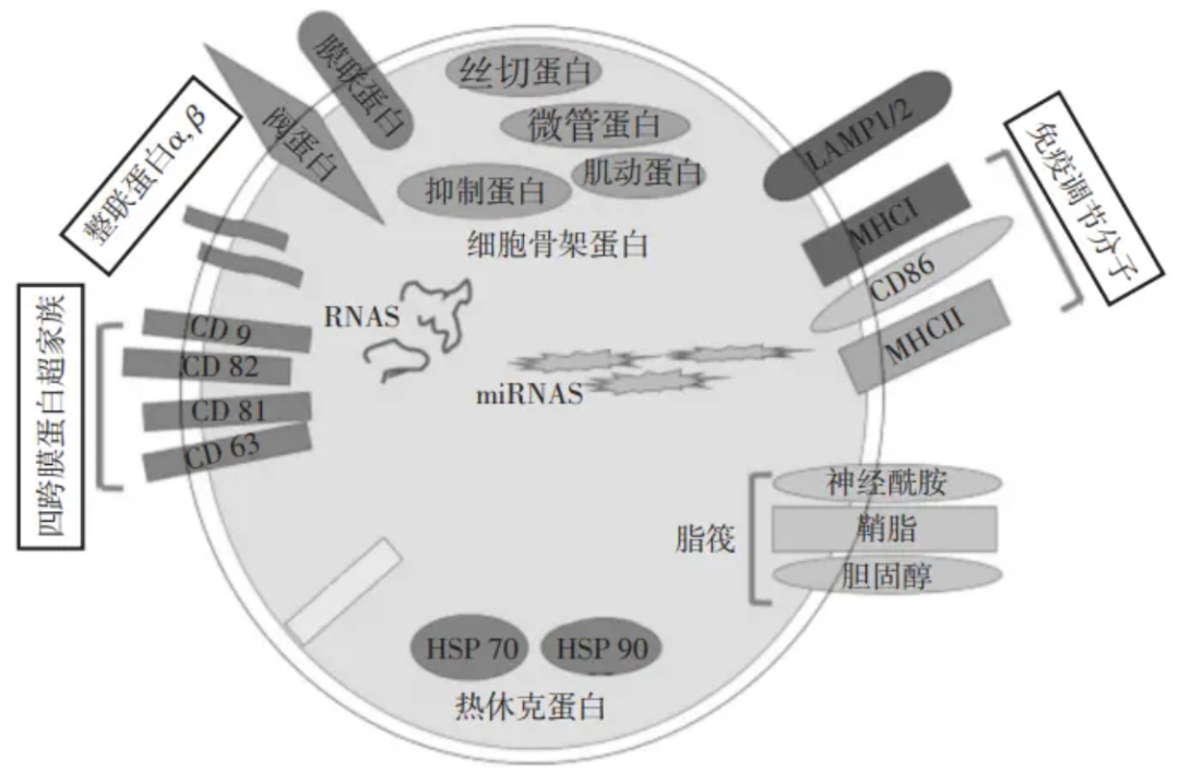 细胞培养液尿液 exosome 提取试剂盒：开启微观世界的探索之门
