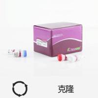 pLB零背景快速克隆试剂盒（VT205）