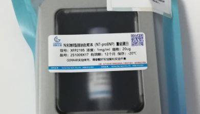 N末端B型脑钠肽前体（NT-proBNP）重组蛋白