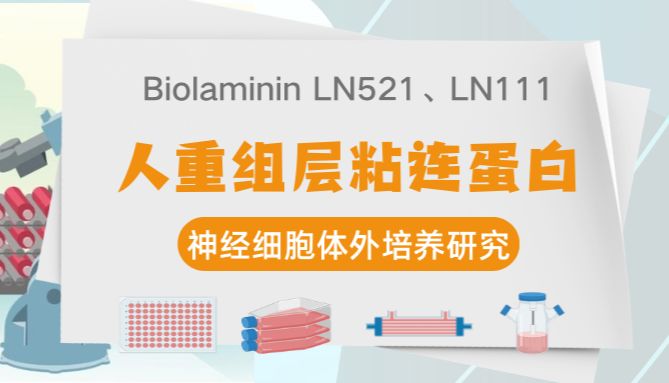 Biolaminin层粘连蛋白LN521、LN111在神经细胞体外培养的实验研究