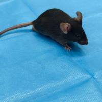 神经疼痛类模型一站式服务