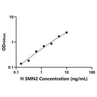 人运动神经元生存蛋白2(SMN2)ELISA试剂盒