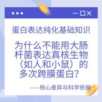 蛋白表达纯化基础知识:为什么不能用大肠杆菌表达真核生物(如人和小鼠)的多次跨膜蛋白?——核心差异与科学依据