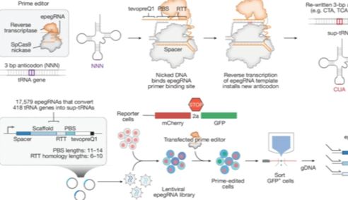 突破性基因编辑技术问世：一次治疗，或可根治多种遗传病
