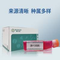 大鼠卵巢颗粒细胞永生化