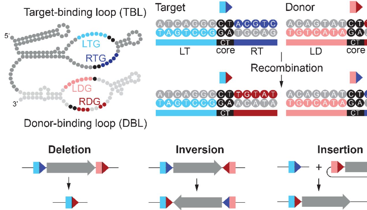 基因编辑新纪元：“分子订书机”实现DNA大片段的精准植入