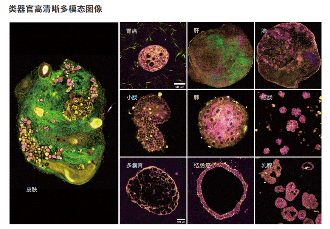 应用1-类器官高清晰多模态图像