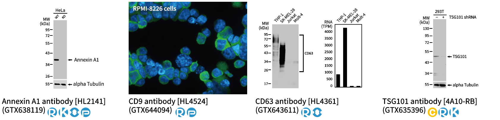 外泌体科研抗体 外泌体科研抗体