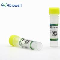 BGN/Biglycan Rabbit Polyclonal Antibody