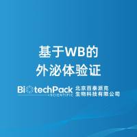 基于WB的外泌体验证