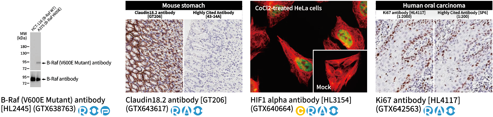 肿瘤科研抗体 肿瘤科研抗体