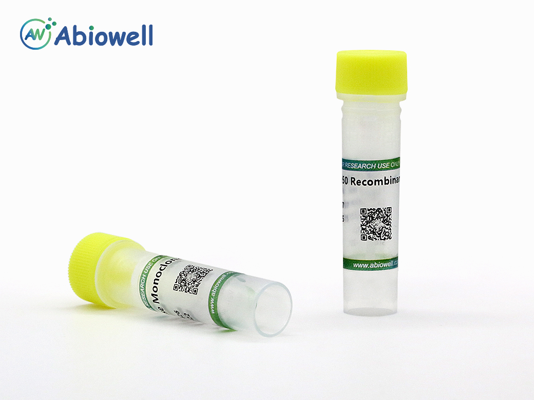 IK Rabbit Polyclonal Antibody - 1