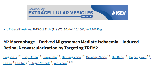 J Extracell Vesicles14+ | M2巨噬细胞迁移体“强势发力”！促视网膜血管生成，TREM2 关键机制揭秘