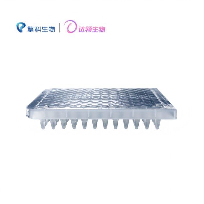 DL-Turbo感受态细胞