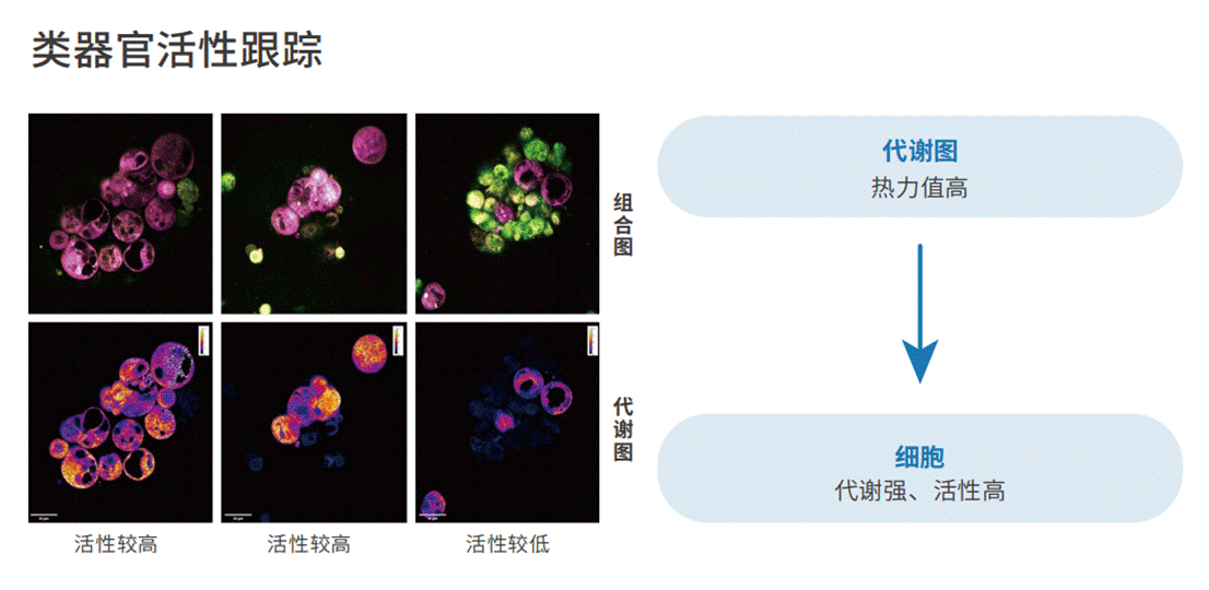 应用4-类器官活性跟踪