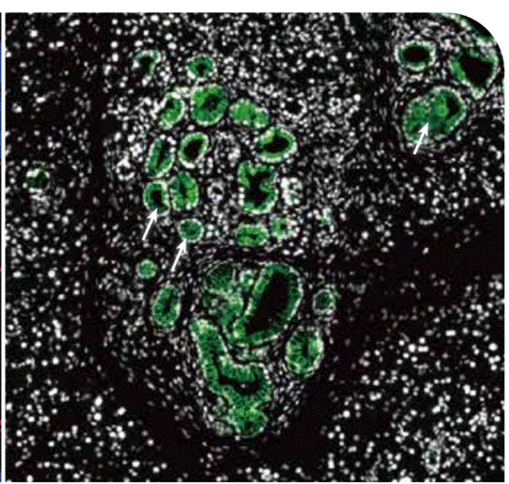 癌症生物学应用