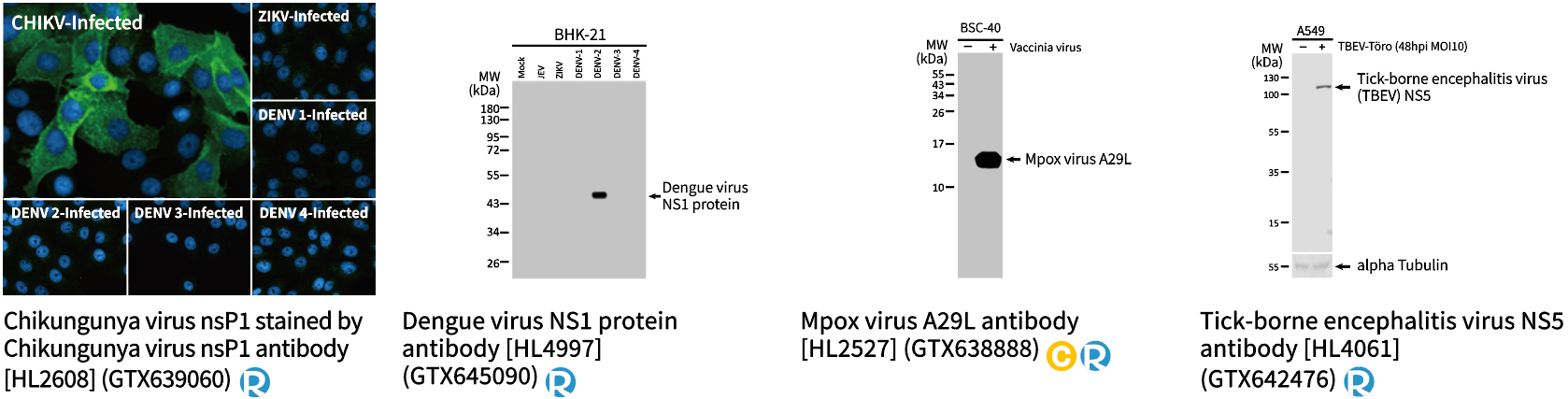 传染性疾病研究 传染性疾病研究