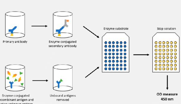 酶联免疫吸附测定（ELISA）技术详解：从原理到操作的核心要素