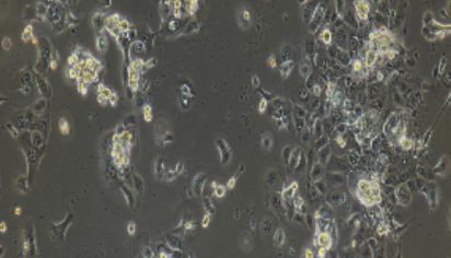 大鼠原代角质形成细胞