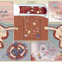 细胞表型谱系转化研究综合解决方案
