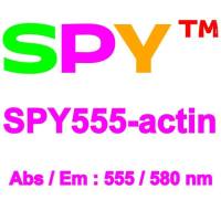 SPY555-actin肌动蛋白活细胞和固定细胞超分辨探针