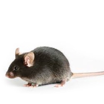 供应1-15月龄5XFAD小鼠模型