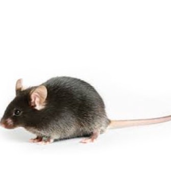 【现货3xtg-AD小鼠(APP/PS1/TAU小鼠)模型】