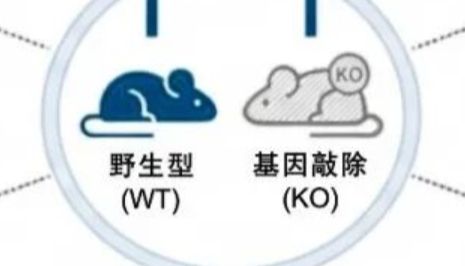 技术达人｜小鼠实验对照组选择指南