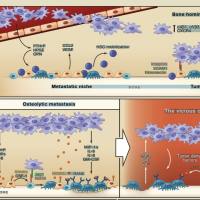 肿瘤微环境研究综合解决方案