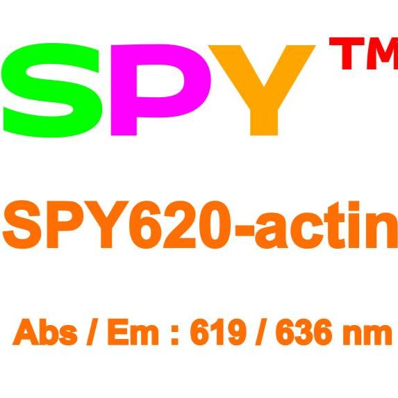 SPY620-actin 肌动蛋白超分辨探针