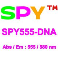 SPY555-DNA活细胞超分辨率探针