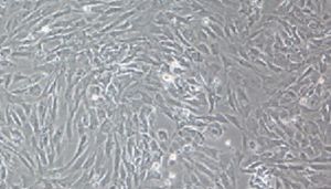 大鼠原代皮肤成纤维细胞