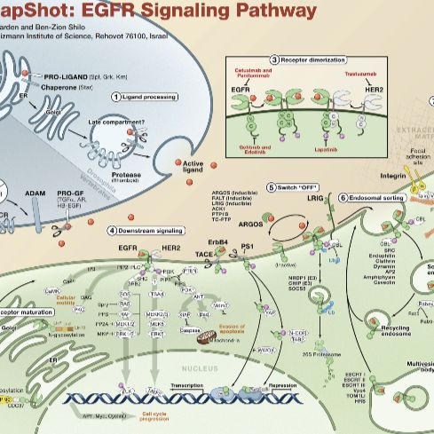 蛋白信号通路研究综合解决方案