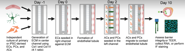 荷兰MIMETAS微流控平台用户文章分享，美国哥伦比亚大学研究团队发表在ATVBHA 说“Generation of hiPSC-Derived Brain Microvascular Endothelial Cells Using Directed Differentiation and Transcriptional Reprogramming” 报告