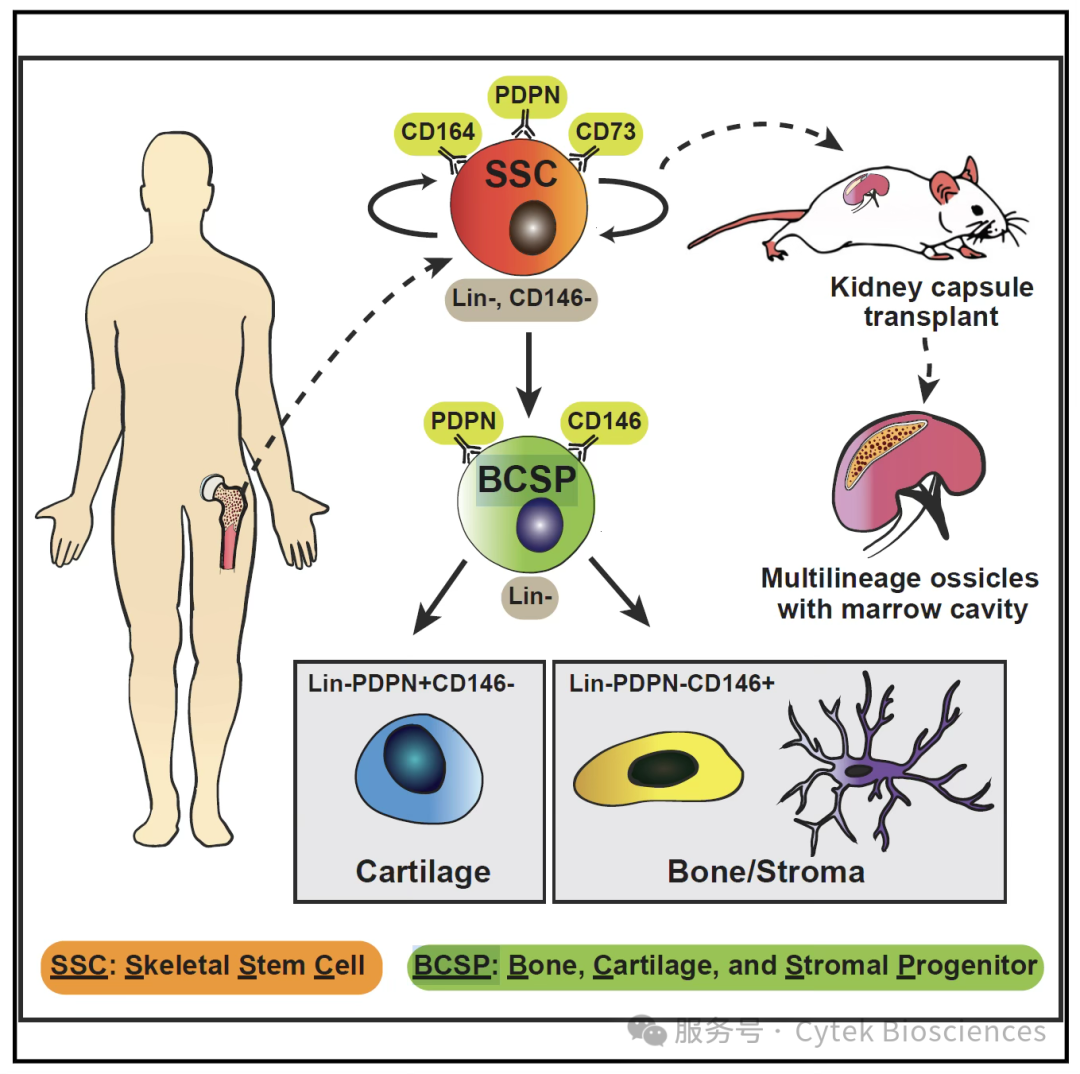 首次！全光谱流式分选仪联合单细胞测序仪为人类骨骼干细胞“画像”