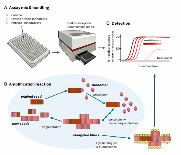 种子扩增检测技术：蛋白病诊疗的新曙光《柳叶刀 - 神经病学》2026年重磅评论解读