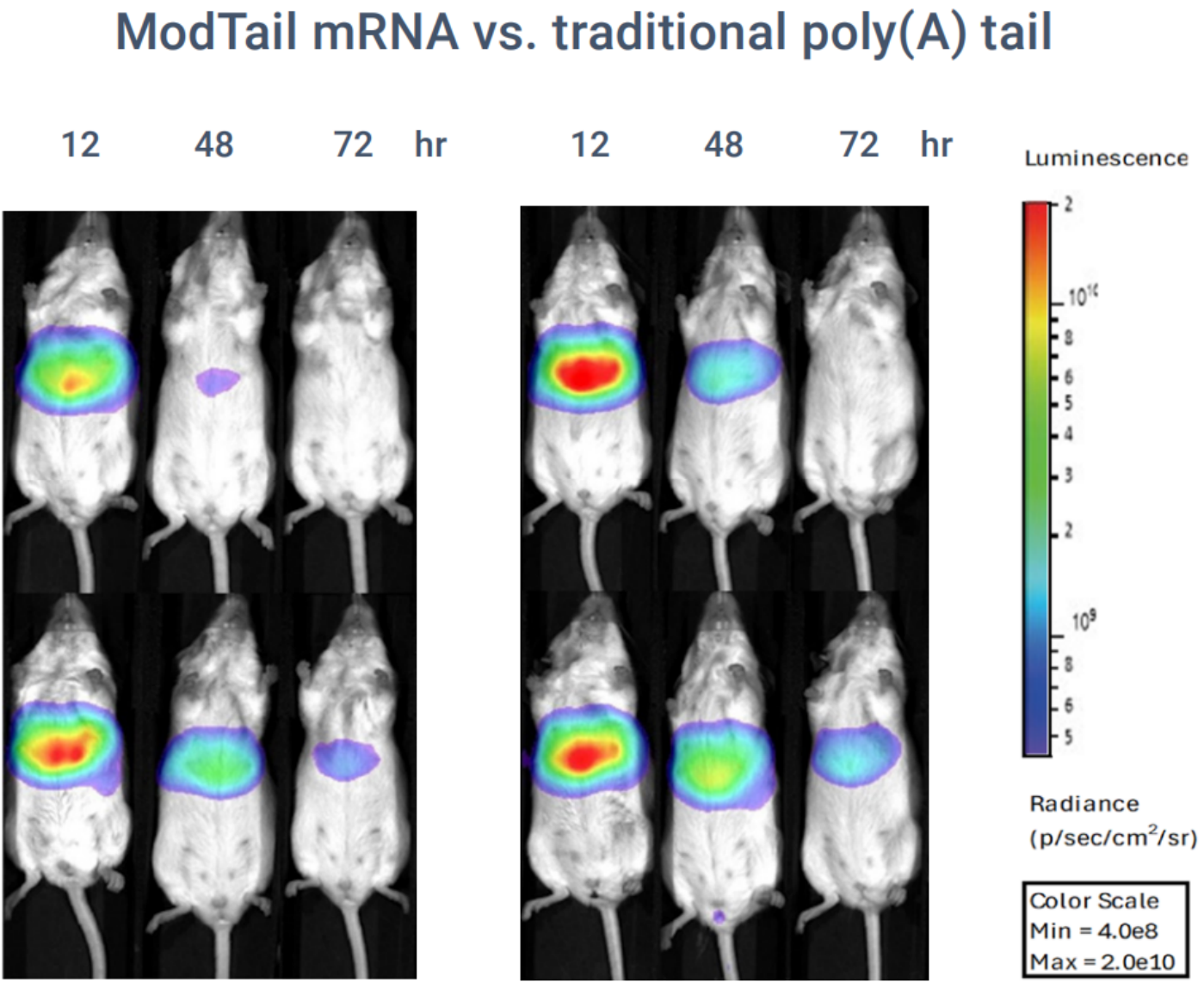 Trilink新品mRNA ModTail™ Kit，轻松实现蛋白高效长效表达