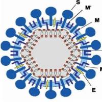 猪流行性腹泻病毒（PEDV）相关抗原抗体