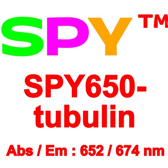 SPY650-微管超分辨蛋白探针