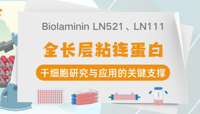 全长层粘连蛋白（LN521）在iPSC培养中的作用｜Biolaminin 521应用解析｜曼博生物官方供应BioLamina