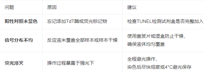 TUNEL阳性对照制备中常见问题有哪些
