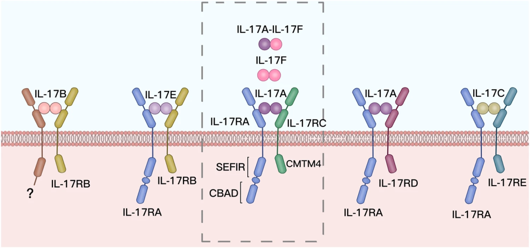IL-17赛道风云再起