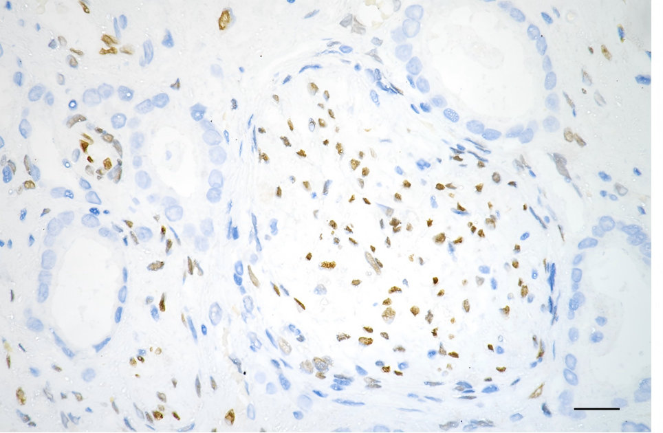 CSB-RA927794A0HU IHC