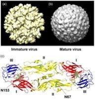寨卡病毒（ZIKV）相关抗原抗体