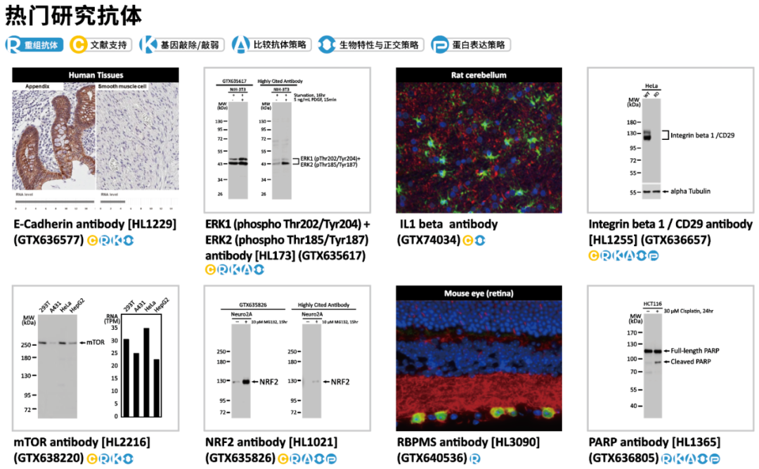 GeneTex-产品 GeneTex-产品