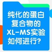 纯化的蛋白复合物的XLMS实验如何进行？
