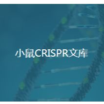 小鼠CRISPR文库