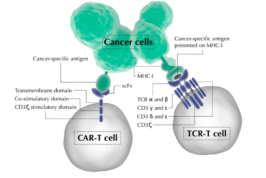 【买试剂，找华雅】给细胞装导航：CAR-T/TCR-T技术路线深度解读
