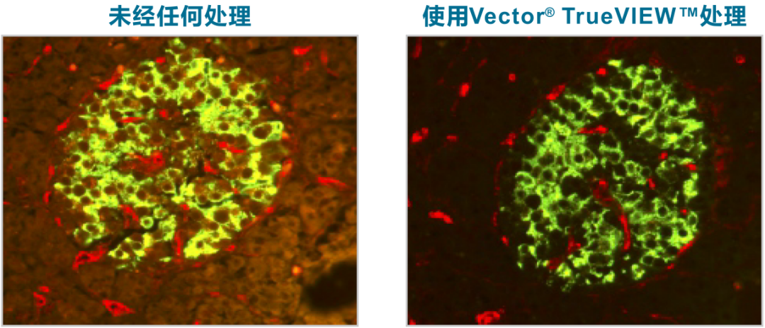 Vector-产品 Vector-产品